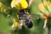 Megachile willughbiella